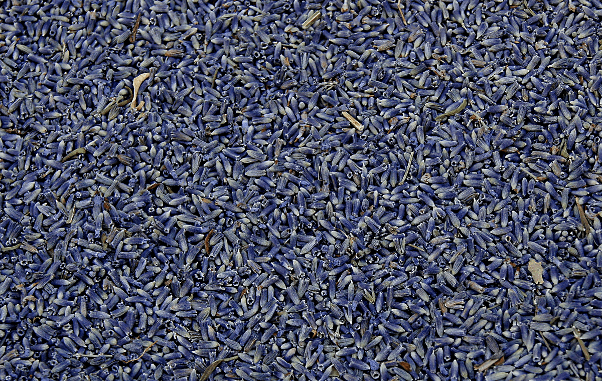 lavender tea bags guide dried lavender ingredient check