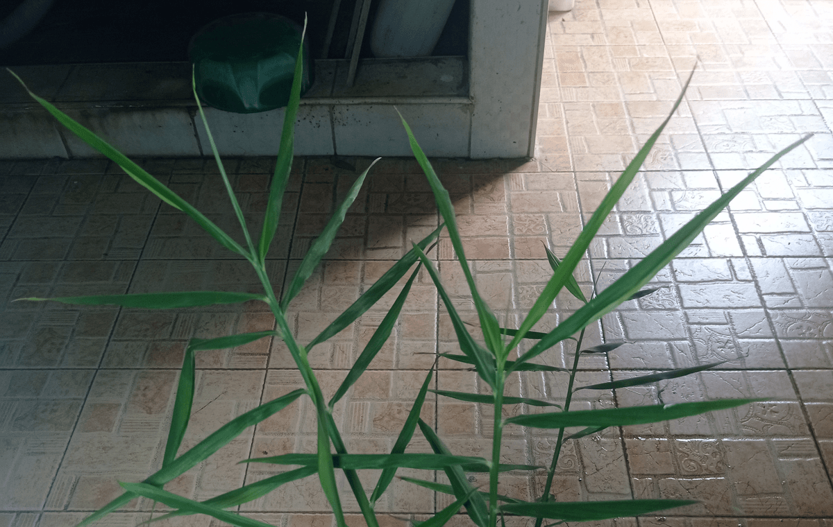 lemongrass tea bags guide fresh lemongrass ingredient check